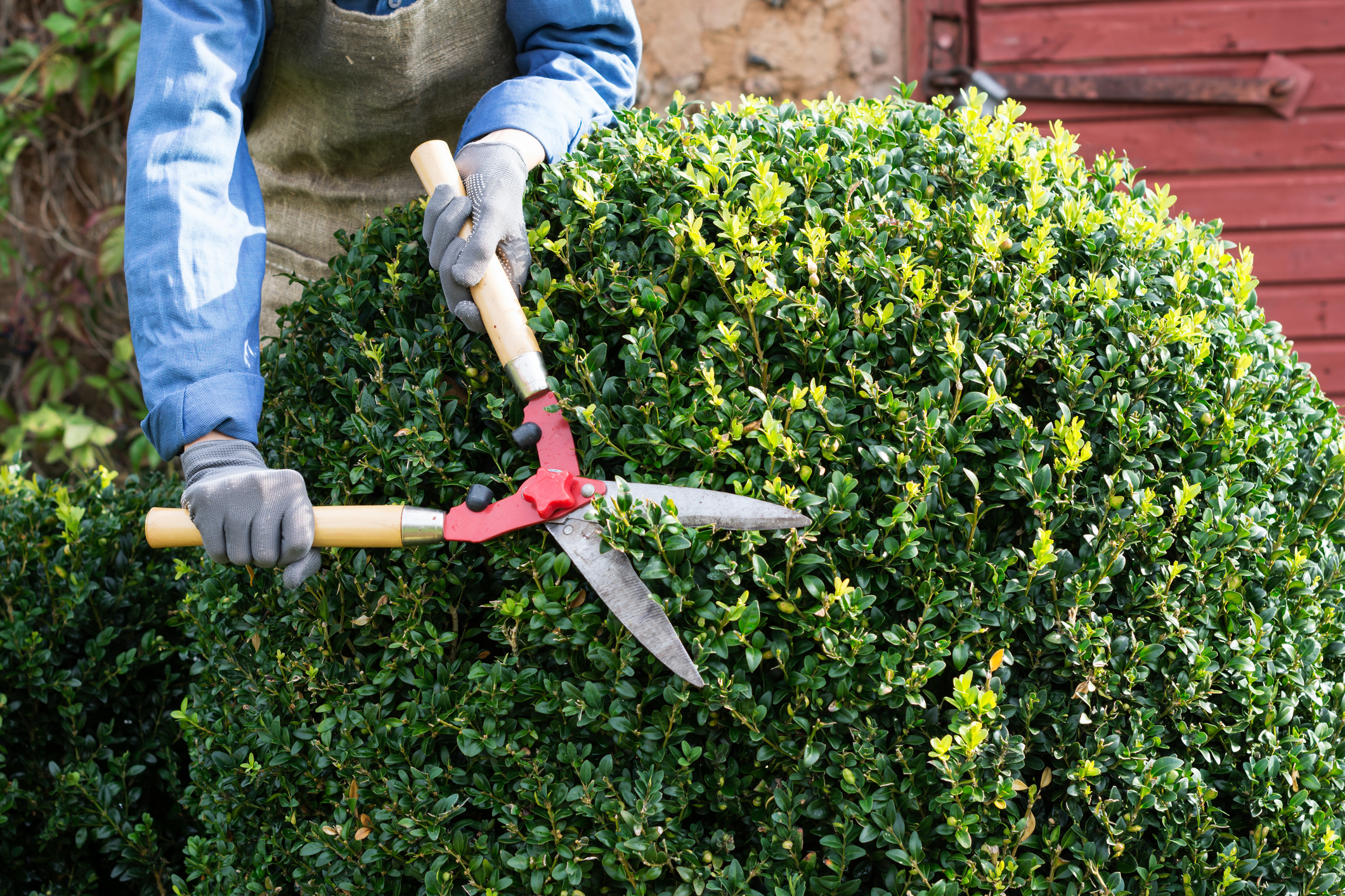 Tree & Shrub Care